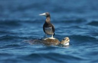 /album/meuamorzinho/a102-1652-alt-blog-carona-jpg/